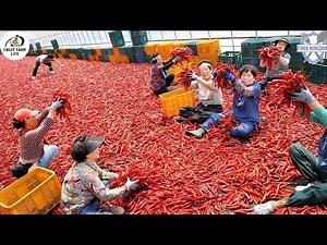 Ultimate Production Line! Mass Red Chili Pepper Powder Processing