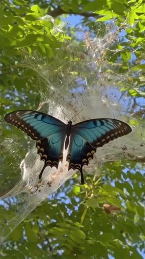 Butterfly Takes Flight
