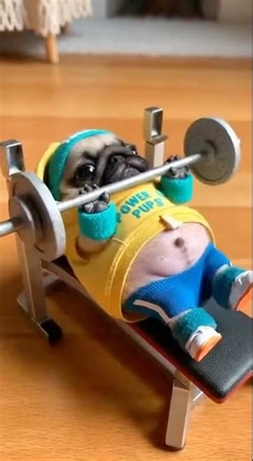 Pug Bodybuilder: POWER PUPS Workout