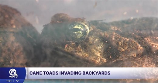 WPTV connects concerned family with poisonous cane toad expert