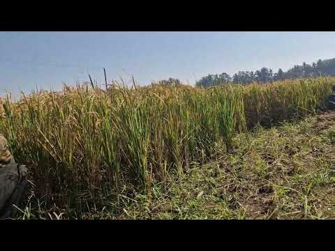 TRADITIONAL RICE HARVEST TRICK WITH AMAZING PRECISION! - Agriculture farming
