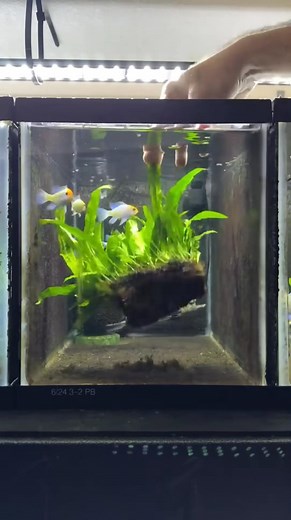 Freshly start maintenance this glowing tank 🤠 #fishkeeping #fishtank #aquarium | Trip Aquarium