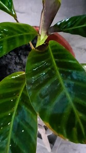 Calathea Zebra is native to Southeastern Brazil, given importance for its striking foliage with dark green leaves gormed with light green Zebra- like stripes. #Goeppertiazebrina #calatheazebrina #Zebraplant | Boyackz Alcazarin