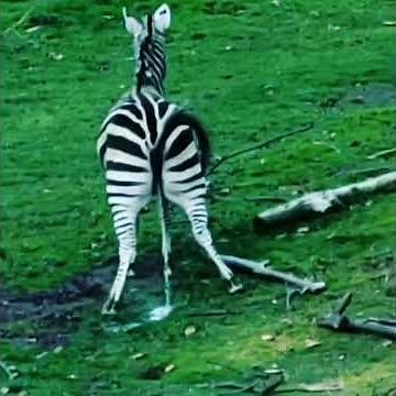 Zebra