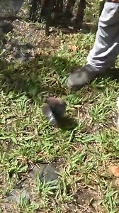 DRAINING My MOM's FISH POND we FOUND EXOTIC Species Reproducing! | Zak Catch Em