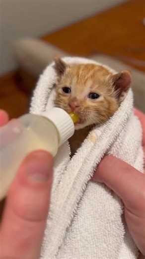 This cat was stuck deep in thick mud, unable to move and in danger 😿. We rescued the cat carefully, cleaned it, and kept it warm. No animal should suffer alone in the mud. If this rescue touched your heart ❤️ PLEASE LIKE 👍 AND SHARE 🔁 to spread awareness and inspire kindness toward animals in need. ⚠️ AI-generated content shared to raise awareness for animal rescue and compassion. #MudRescue #CatRescue #AnimalSOS #SaveLives #StrayCatHelp #PetRescue #HelpTheHelpless #LikeAndShare #AnimalAwaren