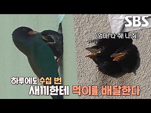 좁은 둥지 안에 살고 있는 5형제 ‘파랑새’들의 생존 수난기♨