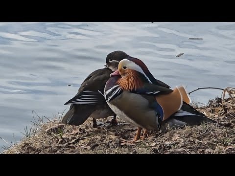 The Most Amazing Mandarin Ducks You’ve Ever Seen