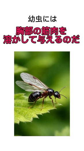 このアリ、1匹で国作ります。 #アリ #女王アリ