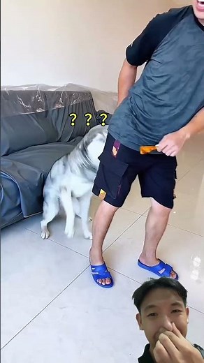 Dogs React to Human Farts in the Funniest Way 😂🐶💨