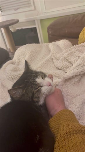 Cute cat having a face massage