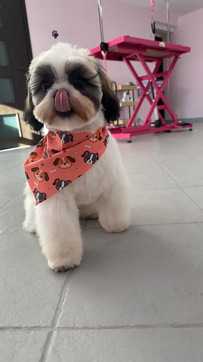 ☎️733011764📱spawilladlapupila.booksy.com/a/ Megi ma 5 miesięcy i była dziś na swojej pierwszej w życiu wizycie u groomera 💕 Była taka grzeczna, słodka i kochana! 🐶✨ Pierwsze wizyty szczeniąt w salonie są bardzo ważne – pomagają maluszkowi oswoić się z dźwiękami, zapachami i dotykiem. Dzięki temu kolejne wizyty są spokojniejsze i przyjemniejsze, a pielęgnacja staje się dla pieska czymś naturalnym 💖 Мегі має 5 місяців і сьогодні була на своїй першій в житті візиті у грумера 💕 Вона була така с