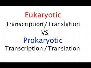 Eukaryotic vs Prokaryotic transcription/translation (#51)