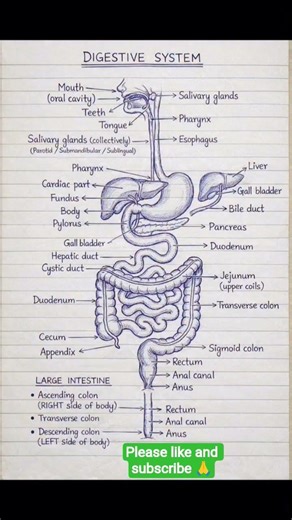 🧠🧠🧠🖼️🚑⚕️♥️👍DIGESTIVE SYSTEM EXPLAINED 🧠 | COMPLETE HUMAN DIGESTION PROCESS IN MINUTES #reels #like