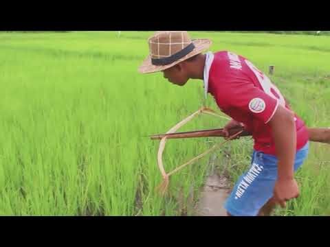 Net Fishing In Battambang Province - Khmer Cast Net Fishing -Cambodia Traditional Fishing ( Part 90