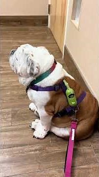 "When Dogs Fart Like Thunder! 😂 | Funniest Dog Fart Reactions | Try Not to Laugh"