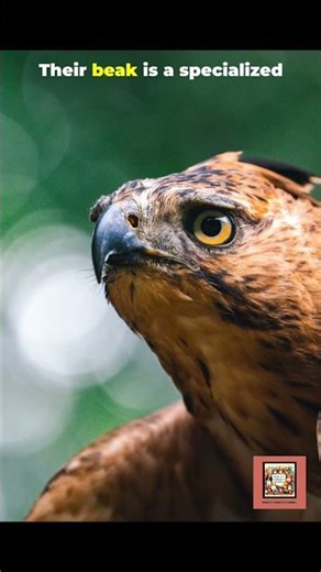 Hawks in 60s: Nature’s Laser Guided Predator #birds #birdlovers #hawks