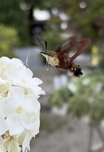 Hummingbird clearwing moth 😍 #hummingbird #moth #hummingbirdmoth #clearwingmoth #hummingbirdclearwing