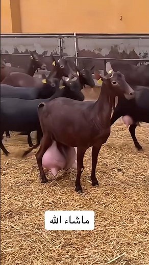 The Best Goat Breeds For Dairy (And How To Milk Them)