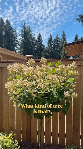 The Hydrangea Tree 🫶🏼 the exact species is a quick fire paniculata (I think) #plants #gardenplants