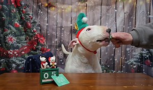 Day 5 Headbands of Humiliation cookie countdown to Christmas advent calendar *sound on, extra noisy tonight* Mom was concerned, but be reassured my chin strap was not too tight , so that's not why so noisy, I'm just extra excited I guess 🤣🎅🎄 #ivanbrbtc #Christmas #headbandsofhumiliation #cookie #adventcalendar | Ivan the Terribully Handsome Boy - Adopted