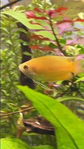 Why Honey Gourami Are One Of The Best Tropical Fish In The Hobby! #aquarium #fishtank #tropicalfish