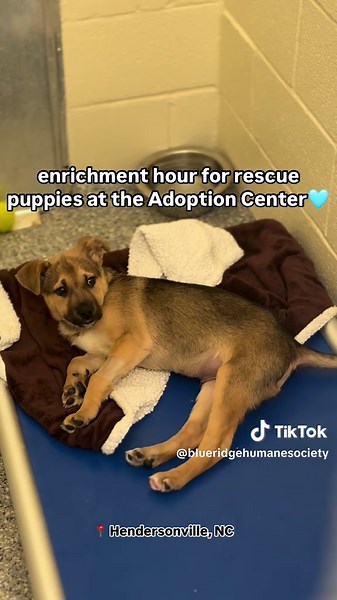 Blue Ridge Humane Society on TikTok