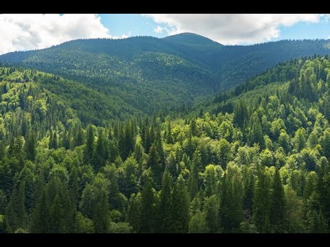 Forest Management Patterns Revealed by Satellite Study