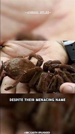 Earth's Biggest Spider - Goliath Bird Eater