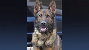 Meet Attyro, Scranton Police Department’s New K-9