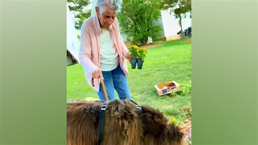 Dog goes viral helping 96-year-old woman garden