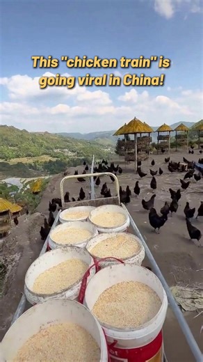 Check out the clever "single-track feeding train" in #Zhejiang! This automated rail cart delivers meals to free-range chickens across the hills, making farm chores a breeze. 🚂🐔Who knew rural life could be so tech-savvy? #FunChina | China Daily