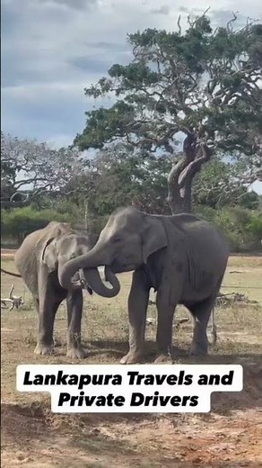 🦁 Wild Yala Safari Adventure | Leopards, Elephants & Nature Magic in Sri Lanka 🇱🇰