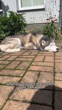 Shaving a husky?! #husky #siberianhusky