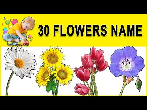 Flowers Name in English | फूलों के नाम | flowers with pictures.