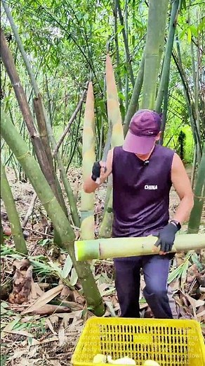 The process of workers harvesting fresh bamboo shoots in the bamboo forest.