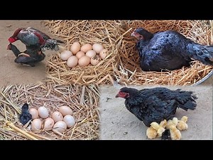 22 Days Journey | From First Egg to Baby Chicks Hatching | Cinematic Poultry Story