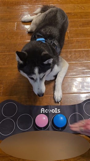 Who's Training Who? (Yuki and Kaze) #siberianhuskies #husky #huskylife #dog #siberianhusky