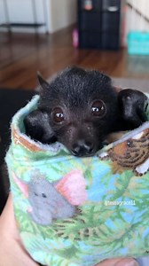 226 reactions · 42 shares | My heart 殺驪 Did you know bats are actually shy little night flutters? They just want to hang out in the dark, snack on bugs, and mind their own batty business—definitely not here to spook us! 驪 #BatWeek Shout out to @tessagrace11 for the video and all the work you do!!!!  #bats #NatureIsNeat #LittleNightFriends #spookyseason #bats #AnimalLove #Compassionforanimals #ForTheAnimals #skypuppies #batlove | Kathy Freston | Facebook