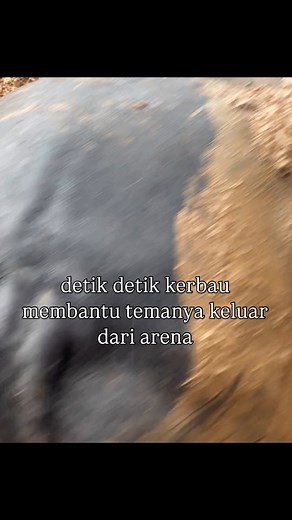 #unggasmonkey #team74 #satubolu #kpts #kerbaubentrok #kerbautoraja #kerbaukejuaraan #mangkimangki🙉 #muffmonkey #fypfbpro #fbpro | UnggasMonkey UnggasMonkey