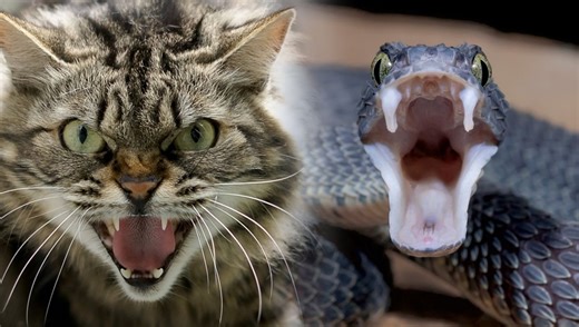 Why Cats Adapted This Defense Mechanism From Snakes