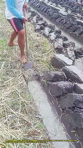 伝統手法による田んぼの水路整備と畦塗り作業 #works #agriculture #farming #soil #field