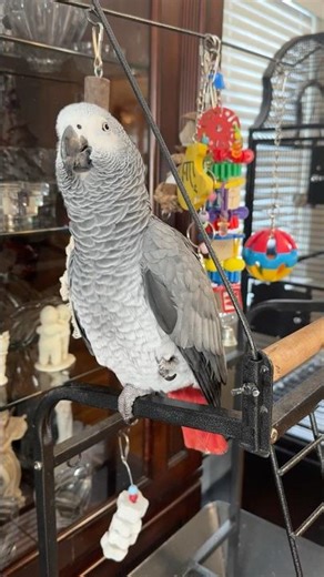 Parrot talks to dog and tells him what to do.