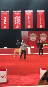 The Great Dane wins BEST BRED BY IN SHOW at the 2024 AKC National Championship! GCHP CH Eb The Relentless Pursuit Of Perfection with Elyades Betancourt #caninechronicle #k9chronicle #greatdane #workinggroup #bredby #ibredthat #akc #akcnationalchampionship #fueledbyroyalcanin #royalcanin #dogshow #orlando #florida #americankennelclub | The Canine Chronicle