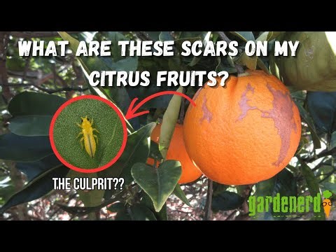 What are These Scars on My Citrus Fruits? - And What Causes Them?