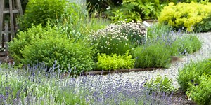 20 Perennial Herbs for the Tastiest Edible Garden Ever