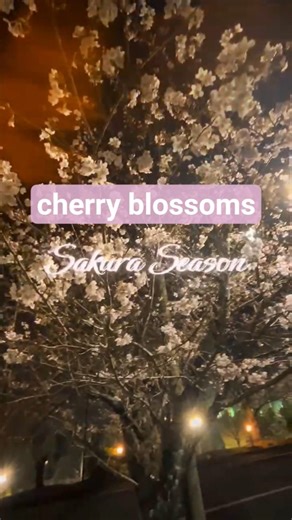 ■cherry blossoms #さくら #cherryblossoms # japan #osaka #spring #flowers #flower #枚方市 #night #fyp