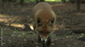 Red Fox Approaches Camera and Looks Around in Closeup. Nice Fox Portrait. A Red Fox Has a Long History of Association with Humans, Having Been Extensively Hunted as a Pest and Furbearer.
