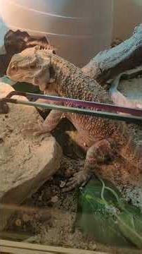 The side-eye is real! 🦎 Bearded Dragon has attitude