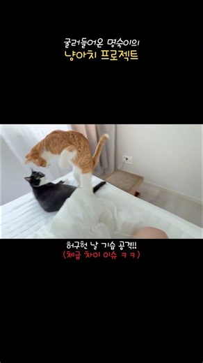 결국 이렇게 됐다 ㅋㅋ #냥아치